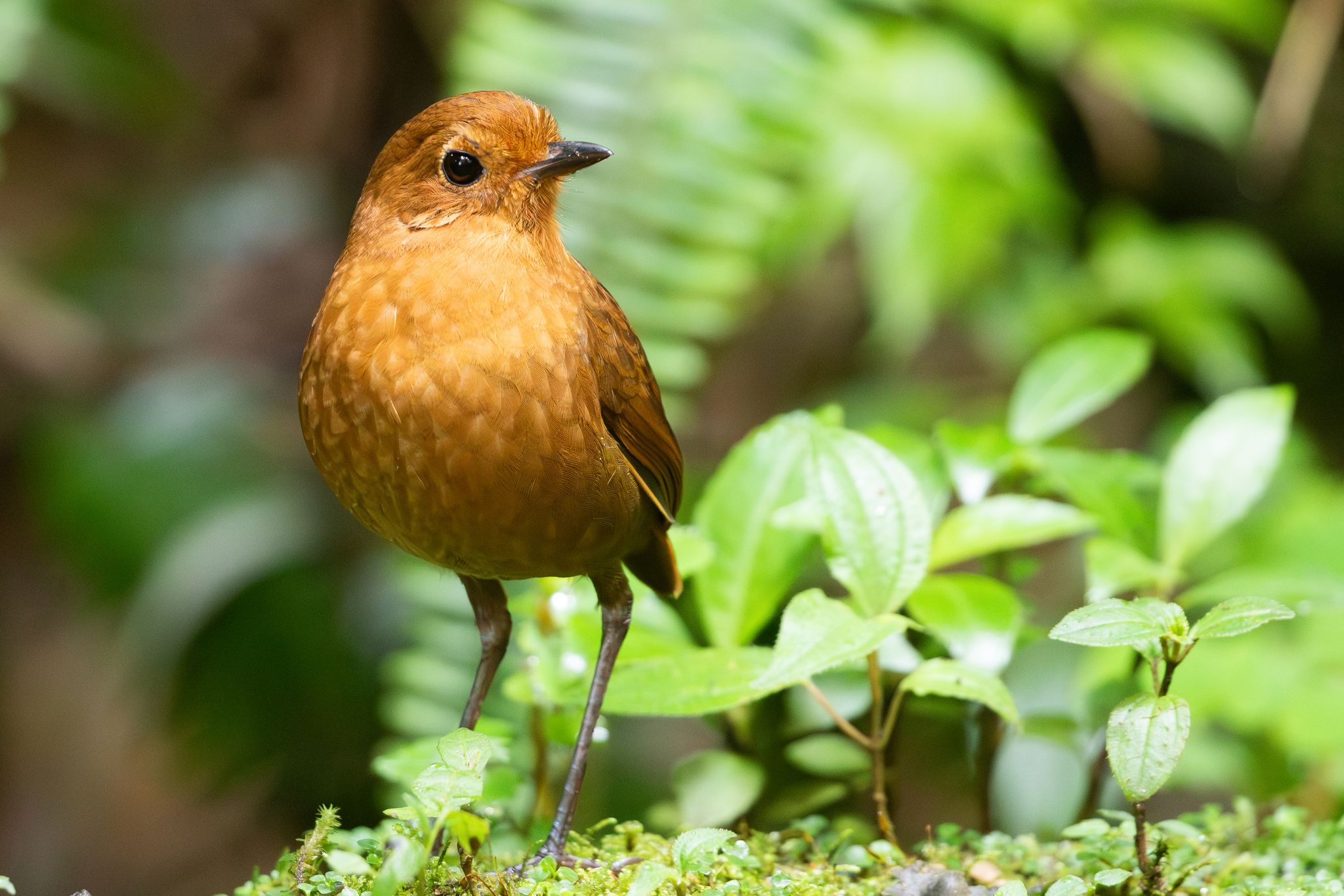Equatorial Antpitta (Grallaria saturata), photo 3