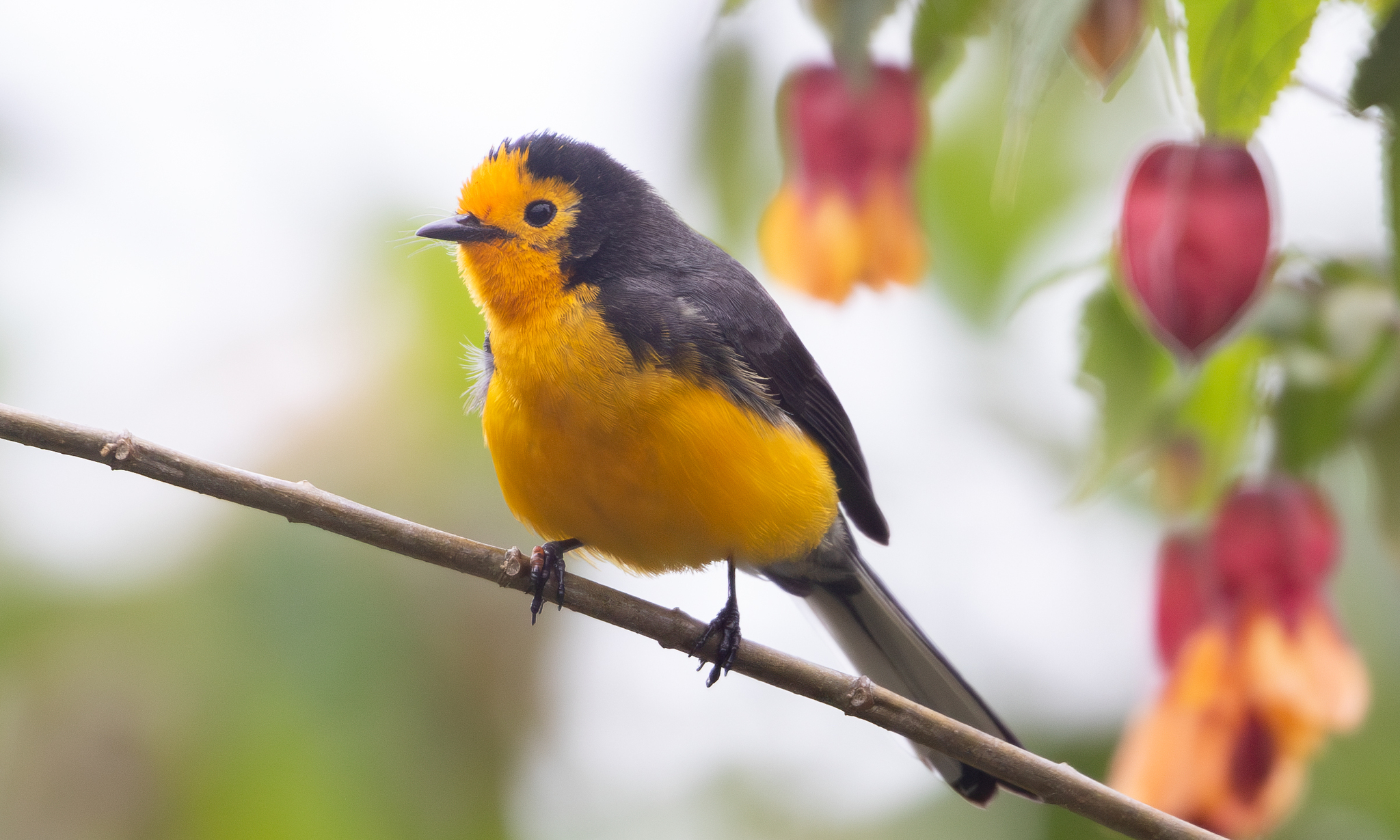 Golden-fronted Whitestart (Myioborus ornatus), photo 8