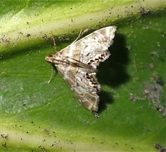 Petrophila confusalis