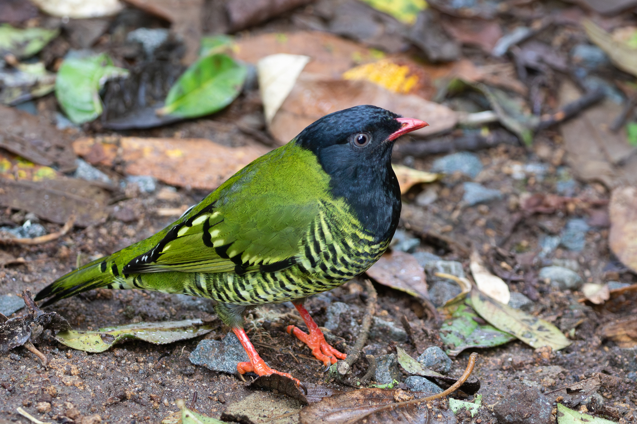Barred Fruiteater (Pipreola arcuata), photo 7