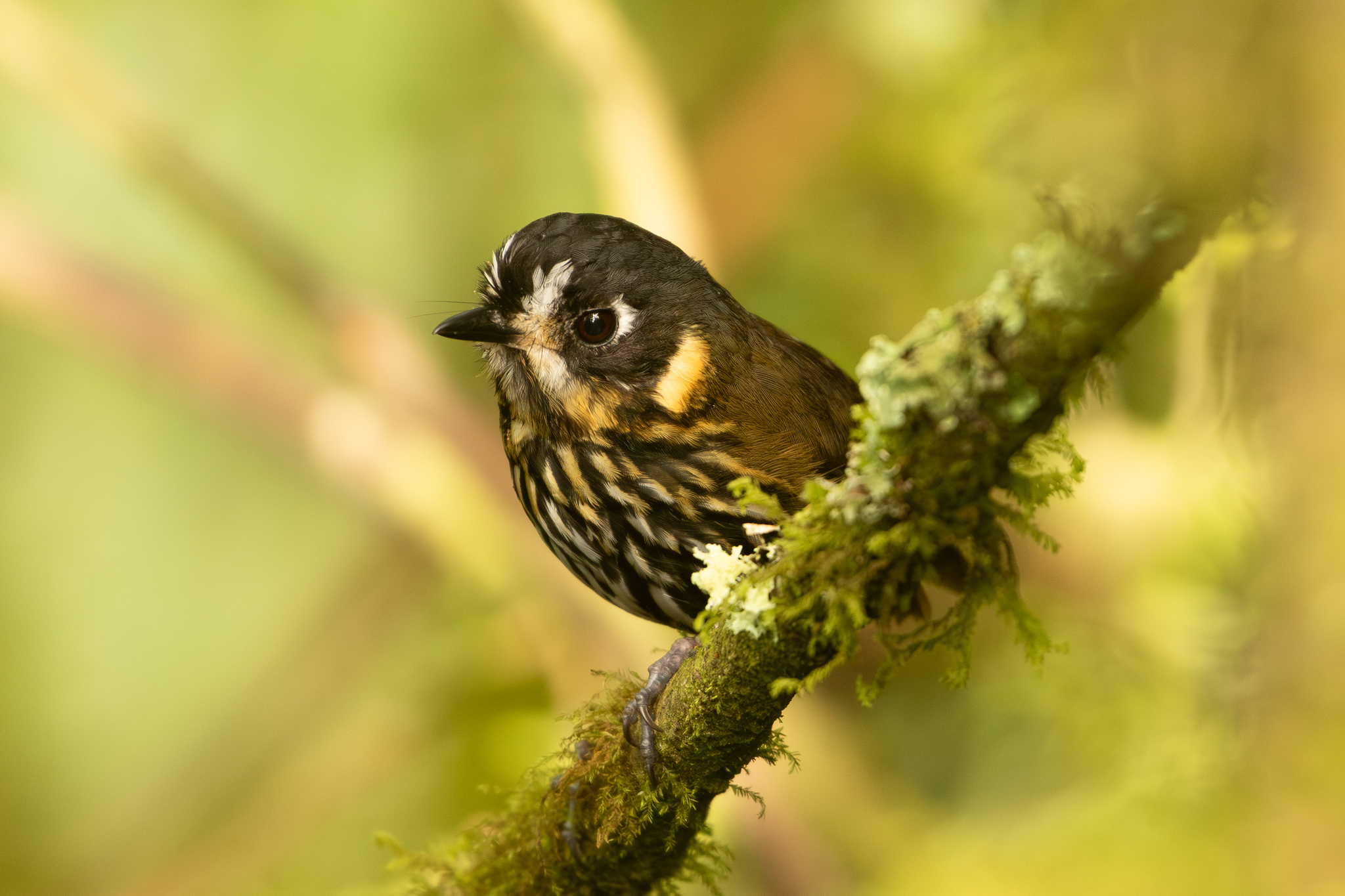 Crescent-faced Antpitta (Grallaricula lineifrons), photo 8