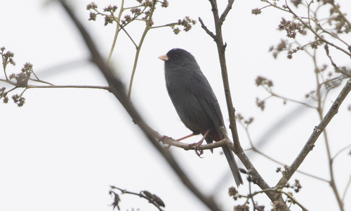 Paramo Seedeater (Catamenia homochroa), photo 5