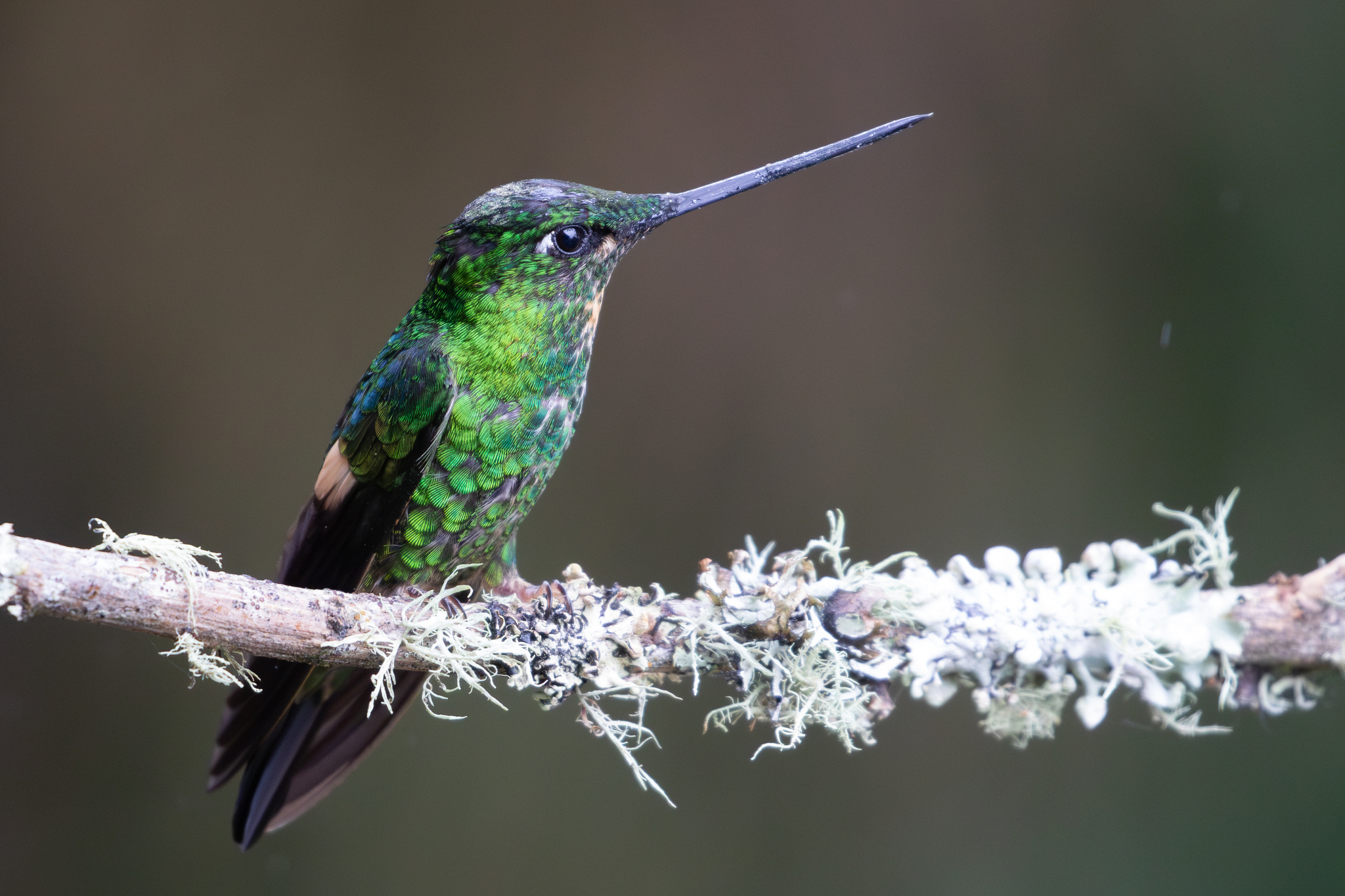 Buff-winged Starfrontlet (Coeligena lutetiae), photo 6
