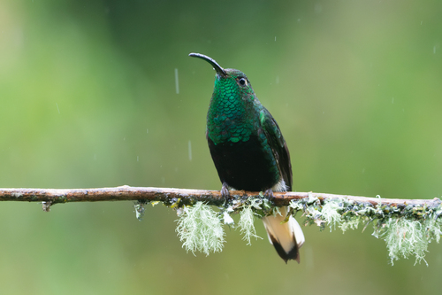 Mountain Velvetbreast (Lafresnaya lafresnayi), photo 4