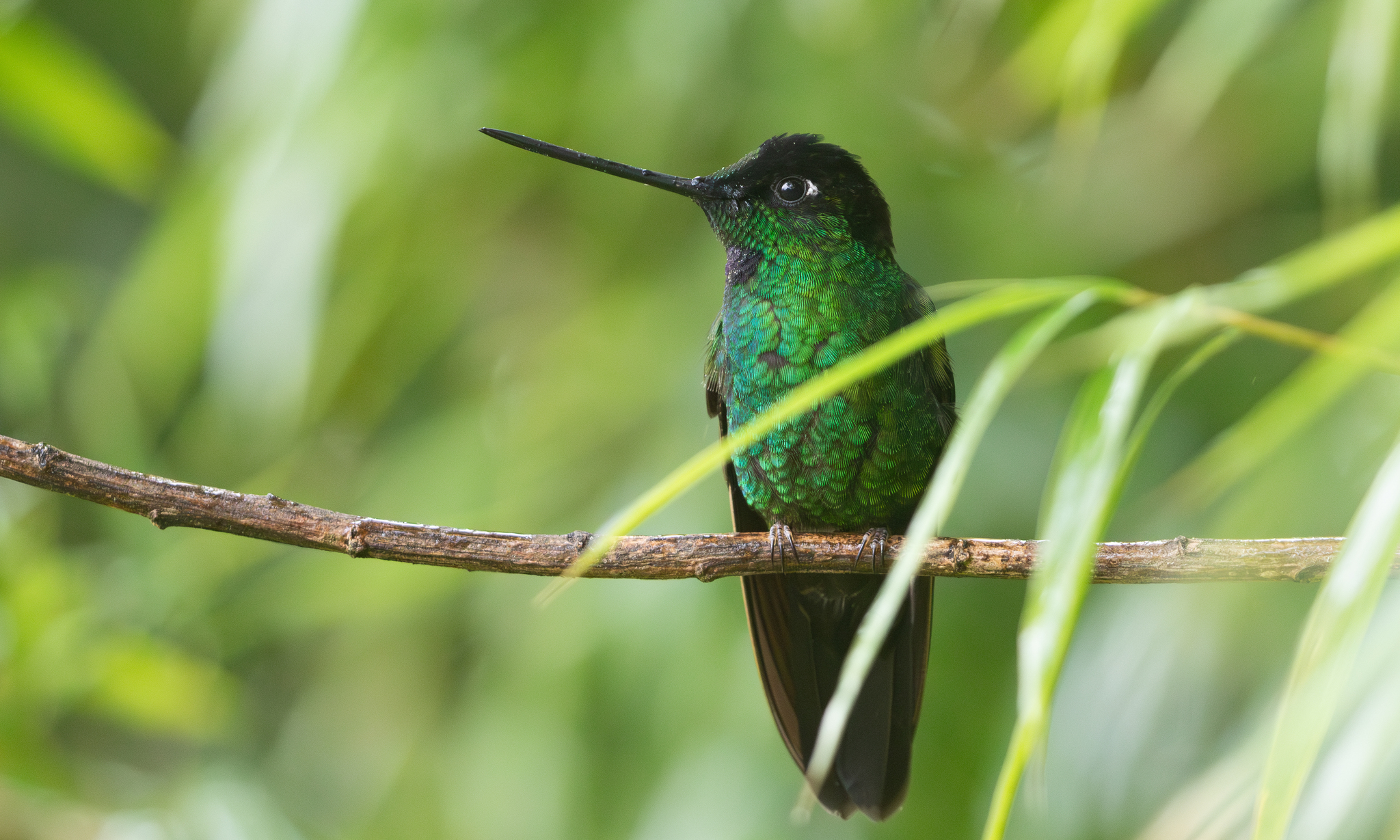 Buff-winged Starfrontlet (Coeligena lutetiae), photo 9