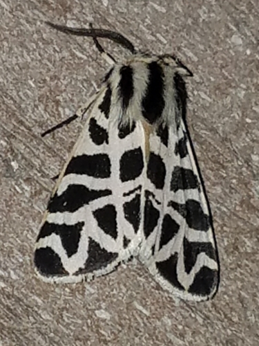Nevada Tiger Moth photo 5