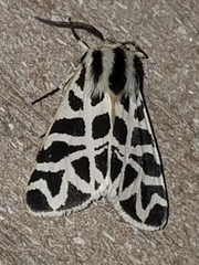 Apantesis nevadensis