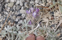 Lupinus duranii
