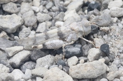 Trimerotropis albescens