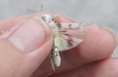 Trimerotropis albescens