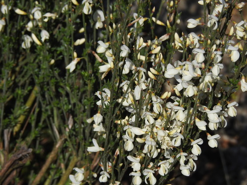 Image of White Spanish Broom (Cytisus multiflorus) by (c) Duarte Frade, some rights reserved (CC BY)