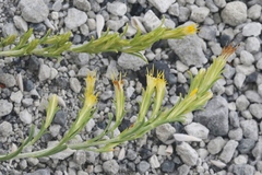 Ericameria parryi