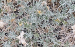 Lupinus duranii