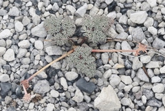 Cymopterus cinerarius