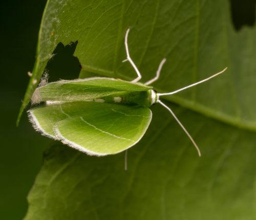 White-fringed Emerald photo 4