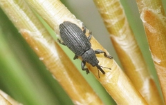 Podapion gallicola