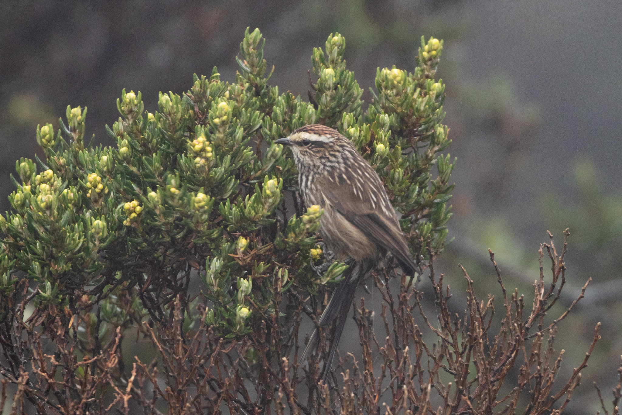 Andean Tit-Spinetail (Leptasthenura andicola), photo 3
