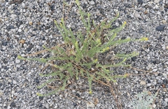 Ericameria parryi