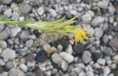 Ericameria parryi