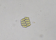 Scenedesmus