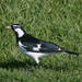 Magpie-Lark - Photo (c) wingspanner, some rights reserved (CC BY-NC)