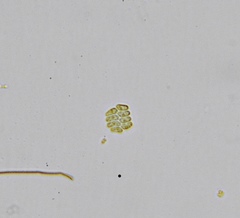 Scenedesmus