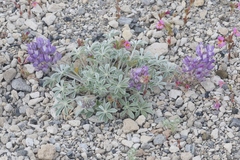 Lupinus duranii