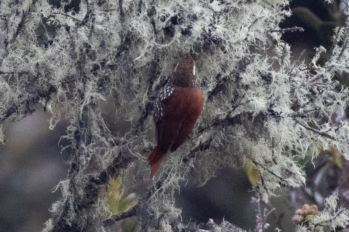 Pearled Treerunner (Margarornis squamiger), photo 9