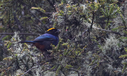 Golden-crowned Tanager (Iridosornis rufivertex), photo 8