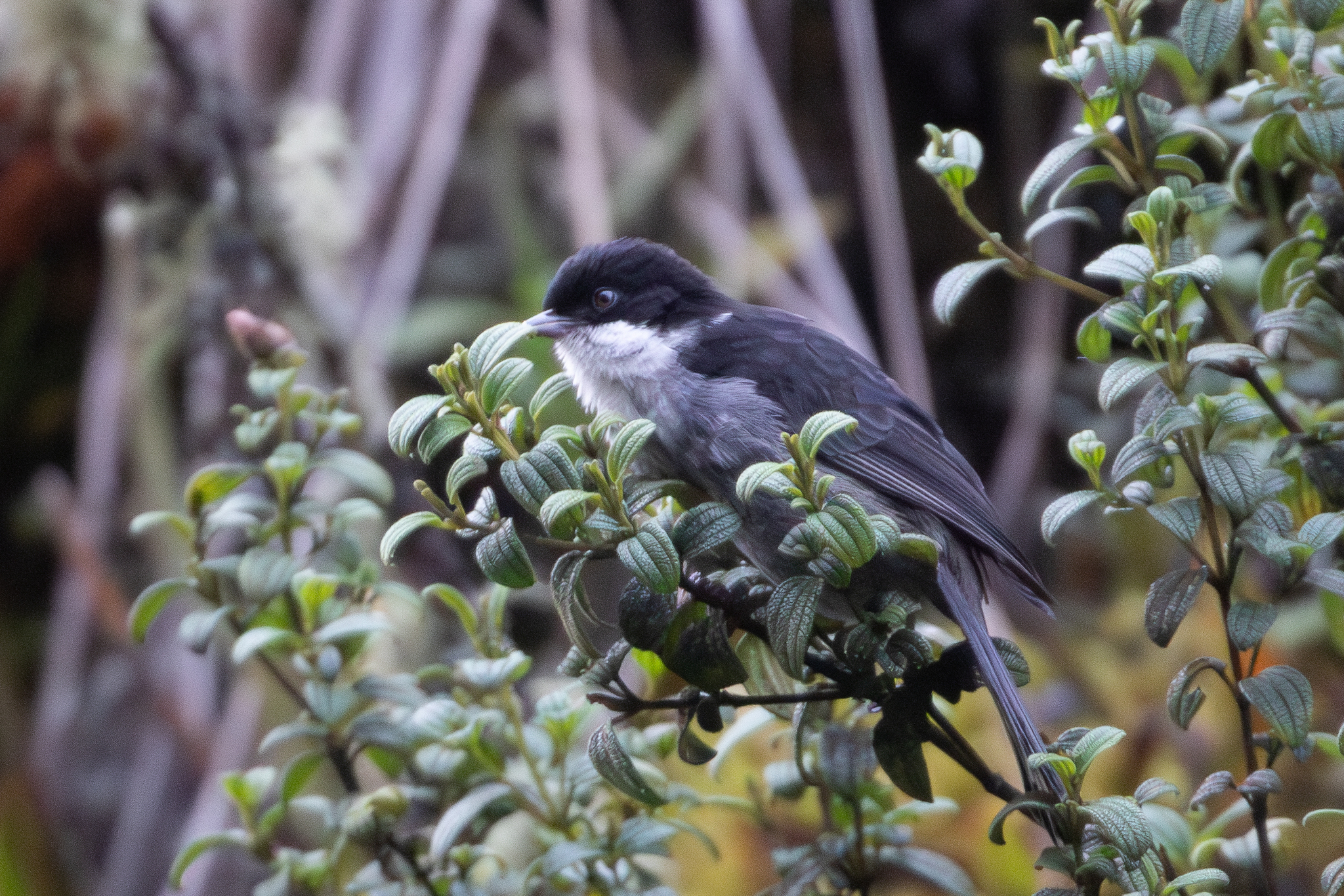 Black-backed Bush Tanager (Urothraupis stolzmanni), photo 4