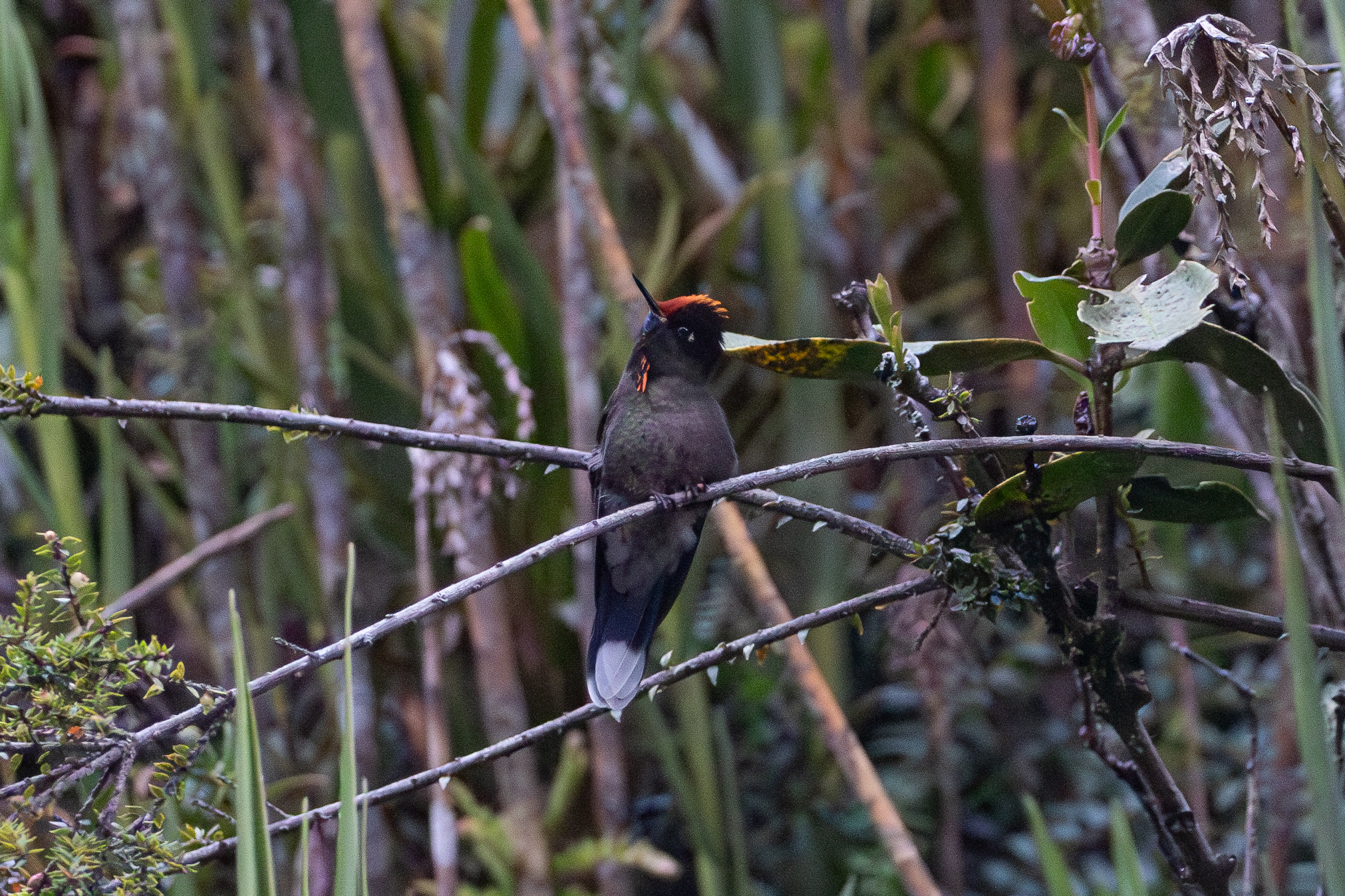 Rainbow-bearded Thornbill (Chalcostigma herrani), photo 8