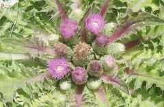 Cirsium scariosum congdonii