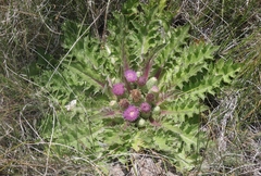 Cirsium scariosum congdonii