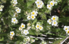 Plagiobothrys collinus californicus