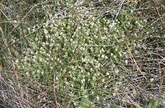 Plagiobothrys collinus californicus