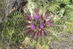Cirsium scariosum congdonii