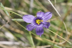 Sisyrinchium halophilum