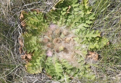 Cirsium scariosum congdonii