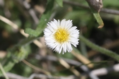 Erigeron lonchophyllus