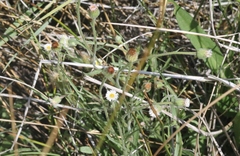 Erigeron lonchophyllus