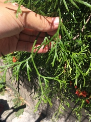 Calocedrus macrolepis