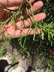 Calocedrus macrolepis