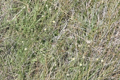 Erigeron lonchophyllus