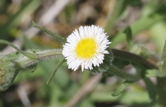 Erigeron lonchophyllus