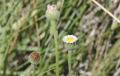 Erigeron lonchophyllus