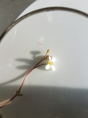 Cardamine dactyloides