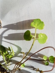 Cardamine dactyloides