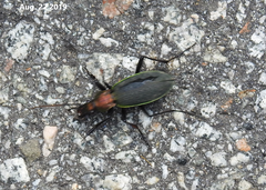 Carabus jankowskii