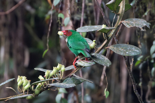 Grass-green Tanager (Chlorornis riefferii), photo 5