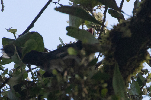 Masked Saltator (Saltator cinctus), photo 7